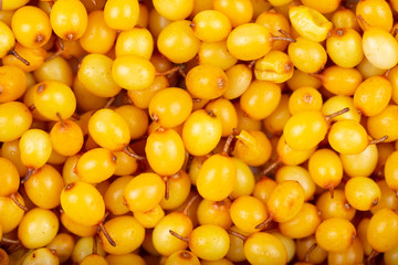 ripe sea buckthorn as a background