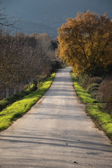 road in the forest
