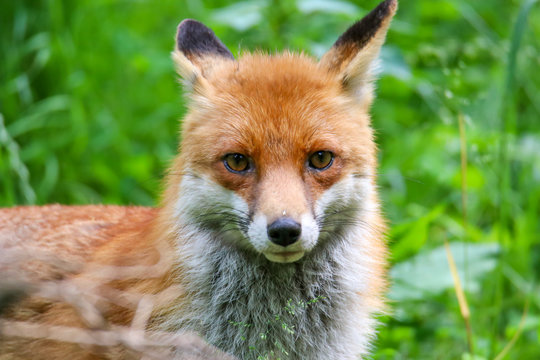 Fuchs