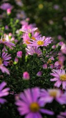 flowers in the garden