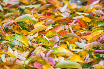 Autumn Leaves