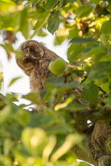 Juvenile long-eared owl in the morning sun