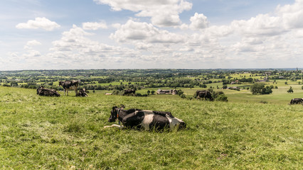 Herd of cows grazing in field