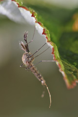 Mosquito (chironomidae) resting on the grass. Such insects are not able to harm humans.