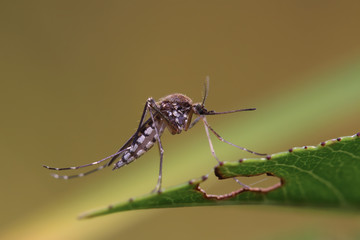 Mosquito resting on the grass. Male and female mosquitoes feed on nectar and plant juices, but many species of mosquitoes can suck the blood of animals.