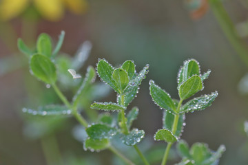 Branch plants St. John's Wort covered with dew drops, background. 