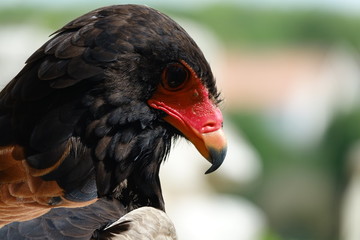 tête rouge d'un Aigle bateleur des savanes