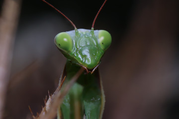 Mantis close-up on dark background.