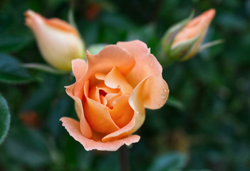 Closeup of beautiful orange rose photographed in organic garden with blurred leaves.Nature and roses concept.