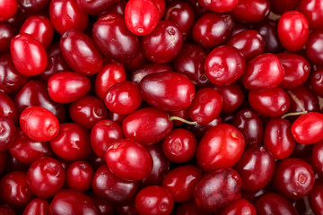 dogwood berries as background