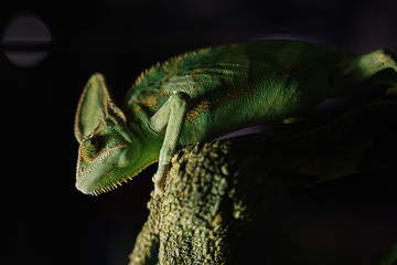 Green Chameleon black Background on tree