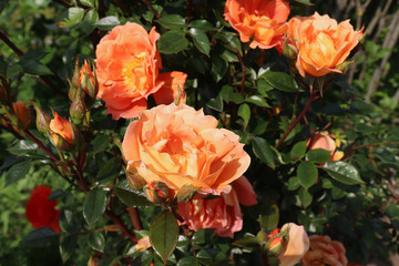 Closeup of beautiful orange rose photographed in organic garden with blurred leaves.Nature and roses concept.