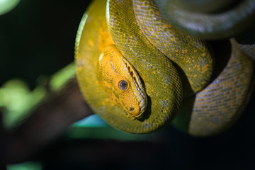 Green tree python on branch of tree.
