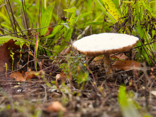 Pilz am Straßenrand
