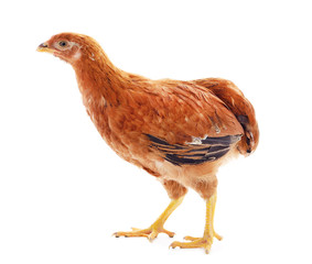Small brown chicken.