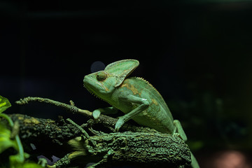 Green Chameleon black Background on tree