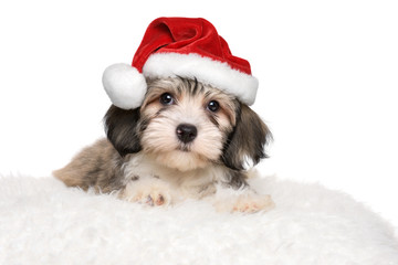 Search photos christmas puppy