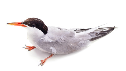 One beautiful seagull.