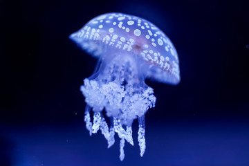 Spot Jellyfish black background underwater