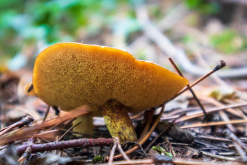 Wild edible mushrooms in a forest in autumn