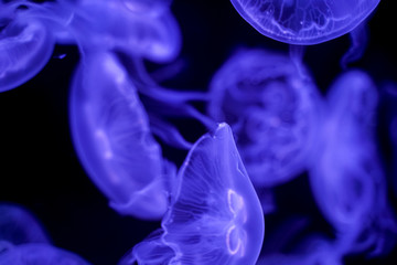 Moon Jellyfish black background underwater