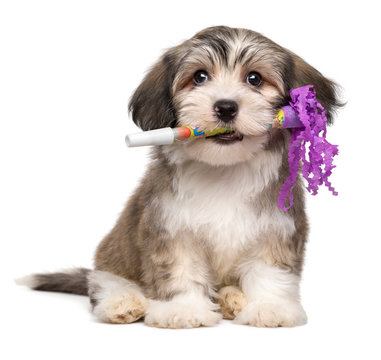 Cute Havanese puppy with a New Year's Eve trumpet in his mouth