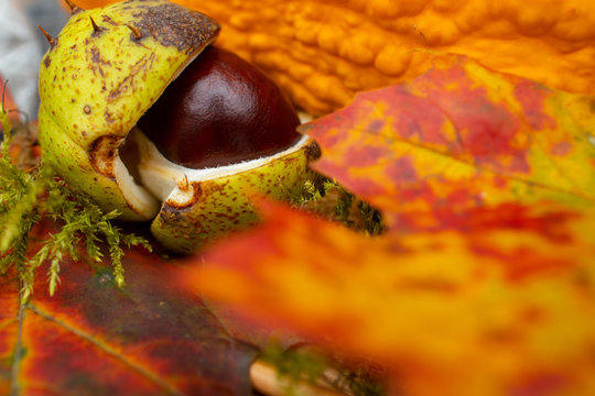 herbstlich bunte Maronen herbstkorb Laub Kastanie