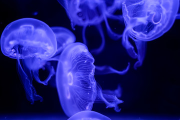 Moon Jellyfish black background underwater