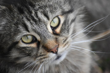 Naklejka na ściany i meble Gray Tabby Cat Closeup