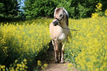 pretty fjord pony stands in a rape field