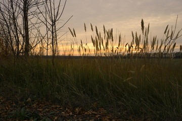 Fototapeta premium silhouettes of spikelets at sunset