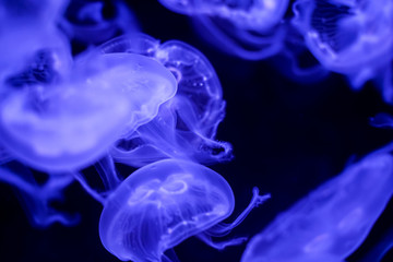 Moon Jellyfish black background underwater