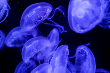 Moon Jellyfish black background underwater