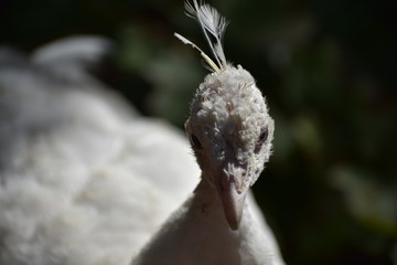 Peahen