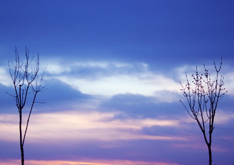 Obraz premium a colorful sky and 2 trees