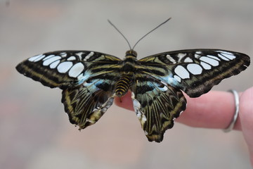 Butterfly Closeup