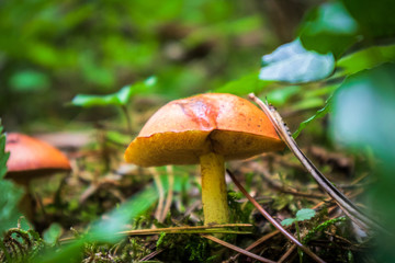 Wild edible mushrooms in a forest in autumn
