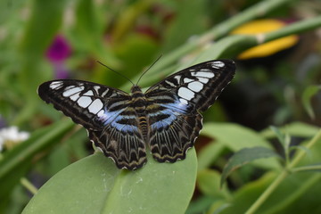Fototapeta na wymiar Butterfly Closeup