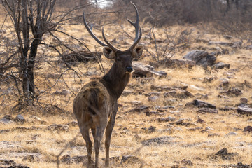 Indian Sambar Deer