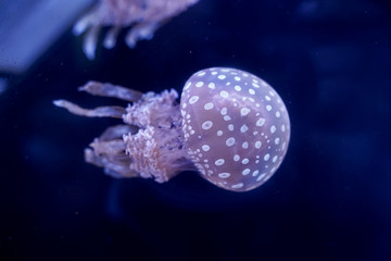 Spot Jellyfish black background underwater