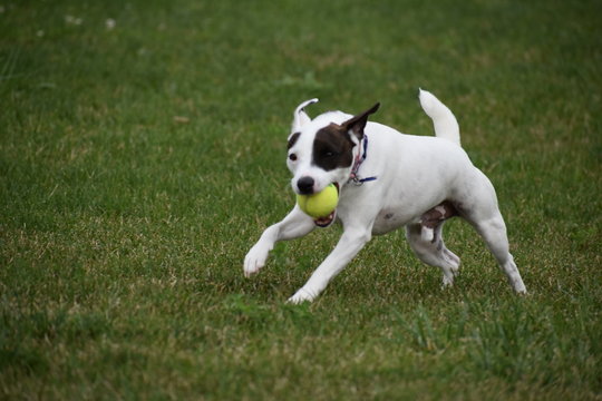 Jack Russell Dog playing Fetch
