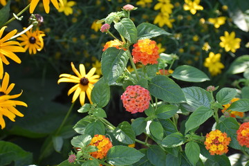 Yellow and Orange flowers
