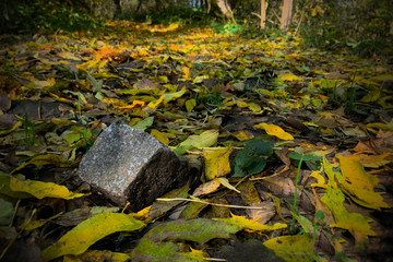 Autumn tinted leaves