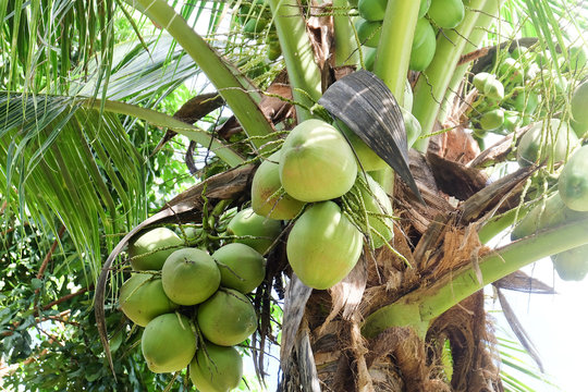 coconut​ fruit​s, coconut​ cluster on​ the​ tree.