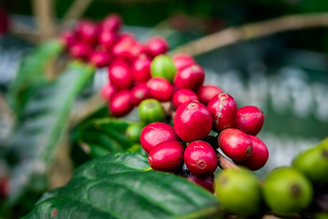 Obraz premium Coffee beans ripening, fresh coffee,red berry branch