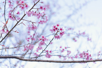 The wild himalayan cherry blossom in Thailand