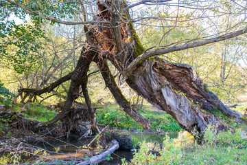 Broken hollow willow tree near Olt river at autumn in Transylvania, Romania.