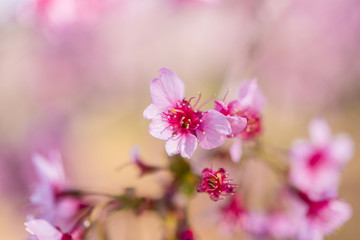 The wild himalayan cherry blossom in Thailand