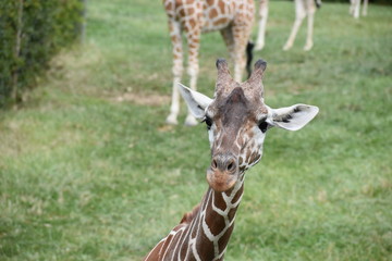 Giraffe