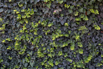 Wall of light and dark green ivy. Backgrounds and textures
